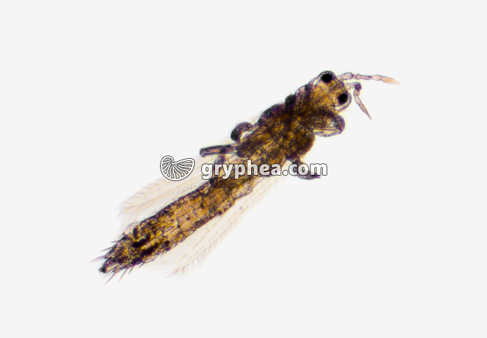Thysanoptère Thrips x7 - gryphea.org
